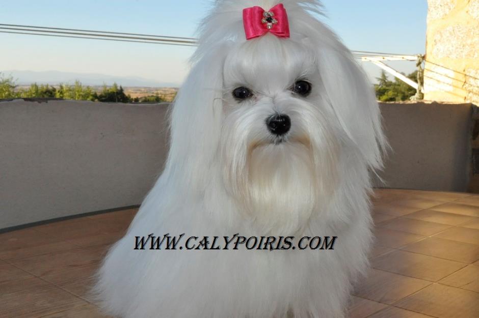 Cria selectiva de Bichon Maltes