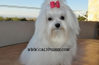 Cria selectiva de Bichon Maltes - mejor precio | unprecio.es