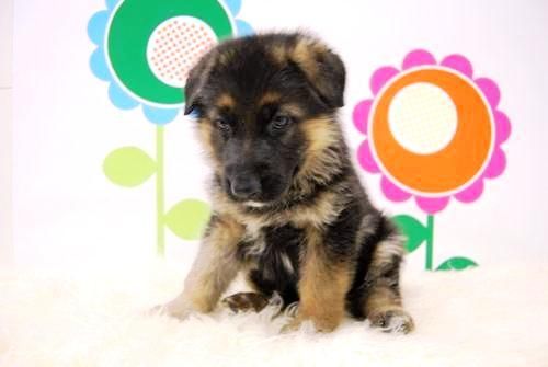 Pastor Aleman - Dispongo de Cachorros Listos pa Entregar - con L-O-E
