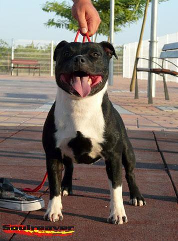 Preciosa camada Staffordshire Bull Terrier