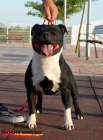 Preciosa camada Staffordshire Bull Terrier - mejor precio | unprecio.es