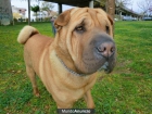 sharpei para montas - mejor precio | unprecio.es