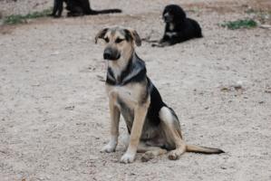 Tini, cachorro cruce de pastor alemán en adopción