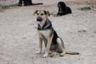 Tini, cachorro cruce de pastor alemán en adopción - mejor precio | unprecio.es