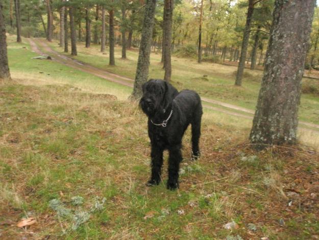 Schnauzer gigante negro 4 años con pedigree