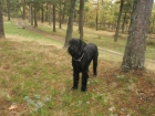 Schnauzer gigante negro 4 años con pedigree - mejor precio | unprecio.es