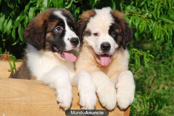 CAmada de San Benardo ¡Tu CAchorro!