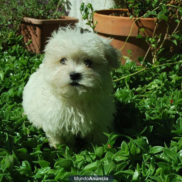 Bichon Maltes con dos meses de edad