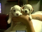 Camada de Bichon Maltes - mejor precio | unprecio.es