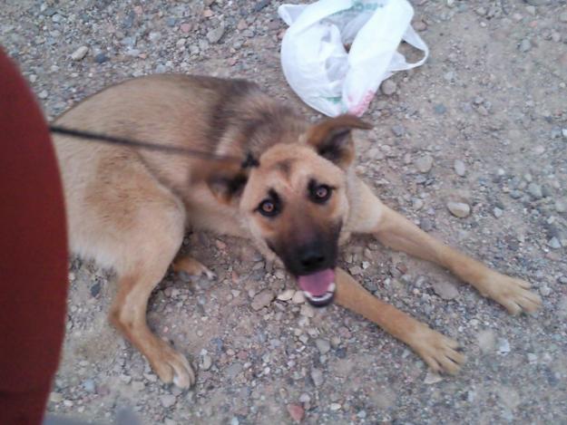 ENCONTRADA PERRA JOVEN CRUCE PASTOR BELGA EN GIRONA (CELRÀ)