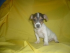 JACK RUSSEL acercate y veras a estos cachorritos ¡ te gustaran !! - mejor precio | unprecio.es