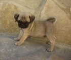 Precioso machito de Carlino - mejor precio | unprecio.es