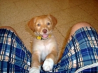 Regalo perro - mejor precio | unprecio.es