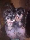 schnauzer mini negroplata - mejor precio | unprecio.es