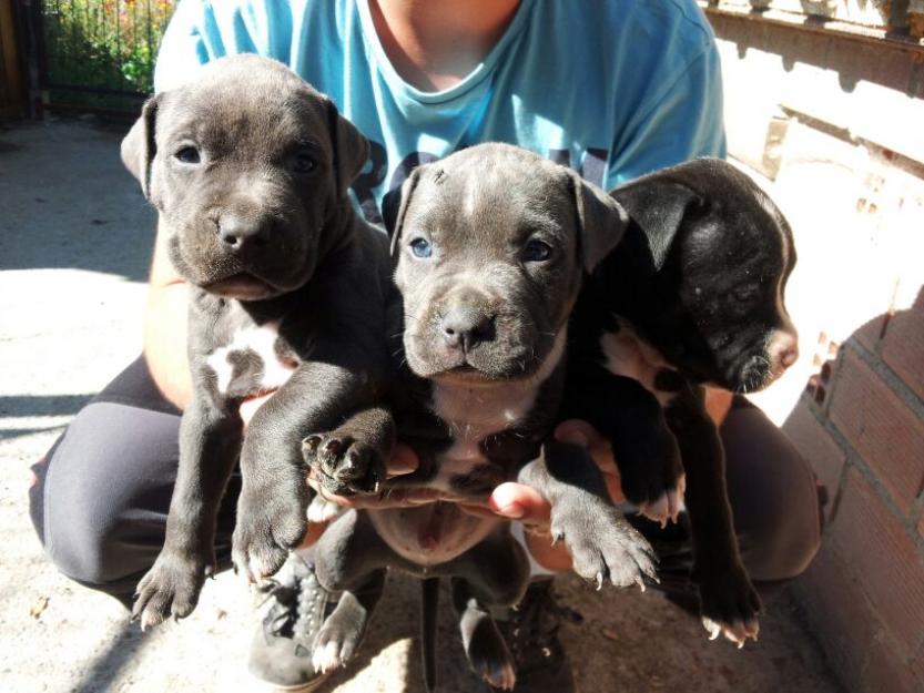 vendo cachorros de pitbull blue