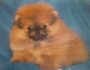 cachorros de lulu de pomerania