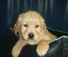 Golden retriever, tu fiel amigo. Cadiz - mejor precio | unprecio.es
