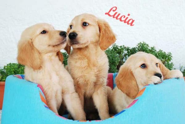 Oportunidad  para navidad cachorros golden