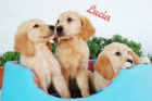 Oportunidad para navidad cachorros golden - mejor precio | unprecio.es