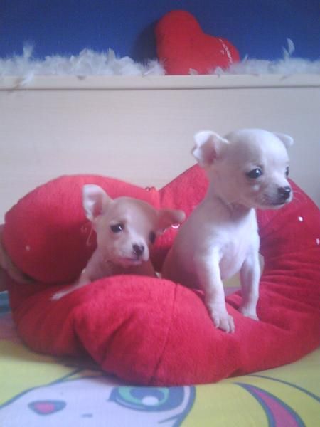 se venden camda de chiguagua mini 500