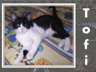Tofi, gato que sigue esperando su adopción...aún tiene esperanzas - mejor precio | unprecio.es