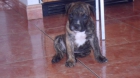 Vendo precioso cachorro de presa - mejor precio | unprecio.es