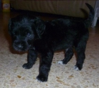 ***me urge vender cachorrito goldn negro*** - mejor precio | unprecio.es