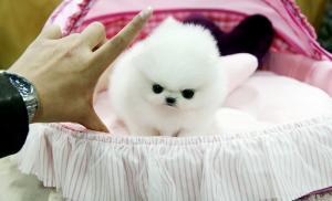 adorables cachorros de Pomerania