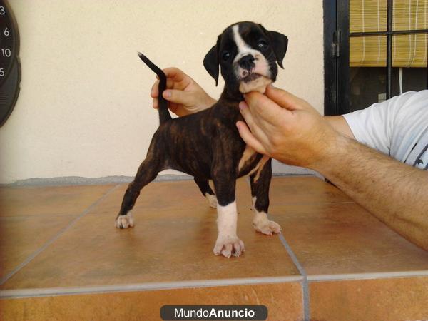 Cachorros de boxer