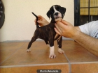 Cachorros de boxer - mejor precio | unprecio.es