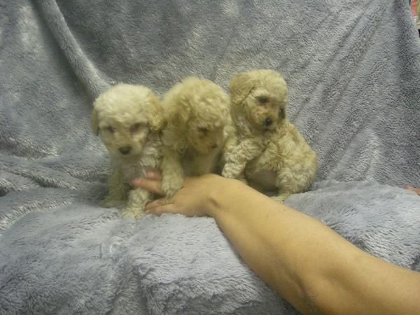 CANICHE TOY APRICOT EN BARCELONA 375