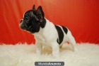 chatos y compactos cachorros de calidad bulldog frances con pedigre - mejor precio | unprecio.es