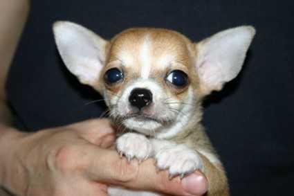Chihuahua macho se ofrece para monta