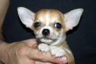 Chihuahua macho se ofrece para monta - mejor precio | unprecio.es