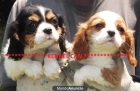 Fabulosa camada de Cavalier - mejor precio | unprecio.es