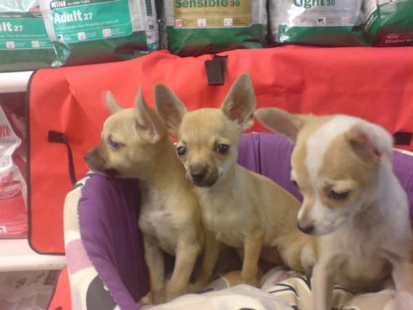 Perros pequeños y medianos, perros, cachorros, criadero, venta.   Cocker, Bichón Frise, Jack Russell, Kyi Leo, Lhasa Aps