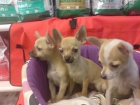 Perros pequeños y medianos, perros, cachorros, criadero, venta. Cocker, Bichón Frise, Jack Russell, Kyi Leo, Lhasa Aps - mejor precio | unprecio.es