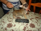Precioso cachorro de chihuahua - mejor precio | unprecio.es