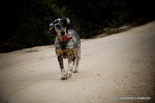 SETTER PERDIDA EN MAJADAHONDA MADRID