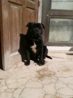 staffordshire bull terrier para montas - mejor precio | unprecio.es