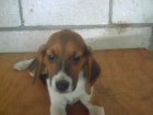 VENDO LA ULTIMA CACHORRITA DE BEAGLE TRICOLOR CON PEDIGREE, A 200 . - mejor precio | unprecio.es