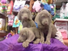 WEIMARANER  Braco de Weimar   Su origen  Alemania, perro de cacería de utilidad variable. Respecto a su comportamiento y - mejor precio | unprecio.es