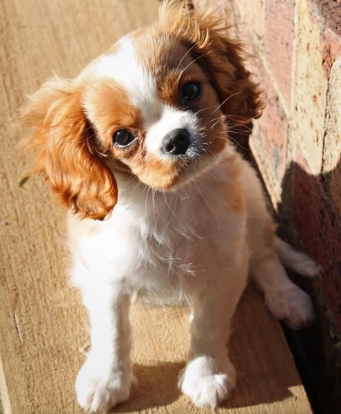 bueno buscando Cavalier King Charles Spaniels.