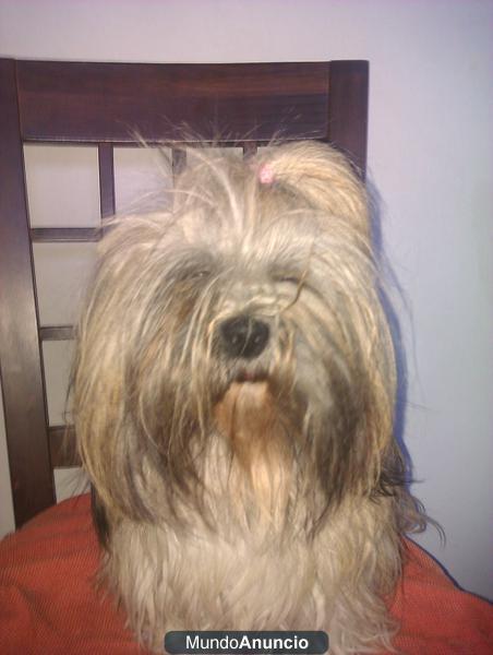 Busco macho de lhsa apso para criar