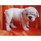 cachorro Bulldog Inglés - mejor precio | unprecio.es