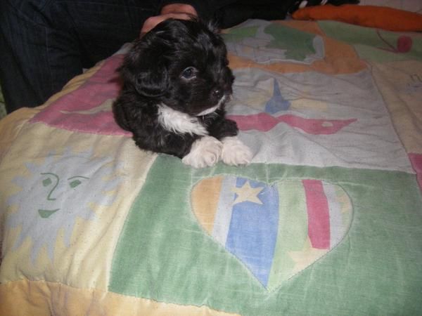 cachorro pideselo a papa noel