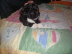 cachorro pideselo a papa noel - mejor precio | unprecio.es