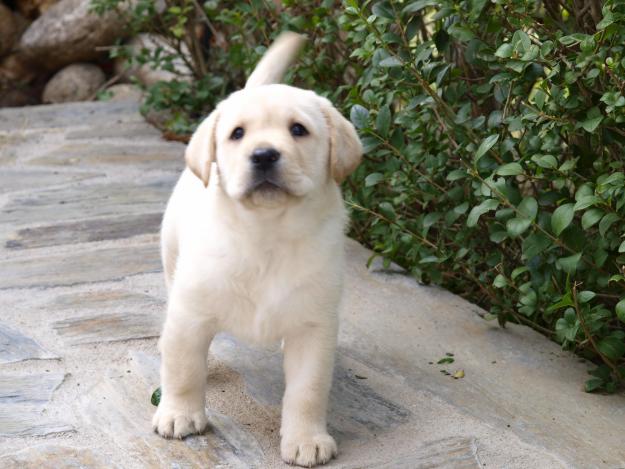 Excelente camada de labrador retriever