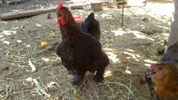 Gallinas de raza cochinchina