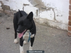 PERRO EN VENTA DEL OLIVAR (ZARAGOZA) - mejor precio | unprecio.es